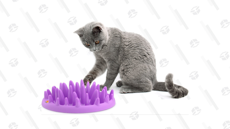 For the cat that loves to prey and pounce, the Northmate Catch Interactive feeder will allow your cat to channel their instincts.